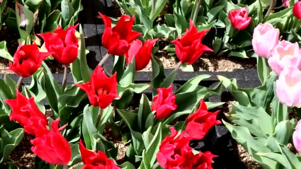 Różne Rodzaje Tulipanów — Wideo stockowe