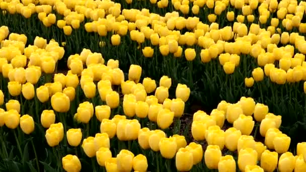 Muchos Tulipanes Amarillos — Vídeo de stock