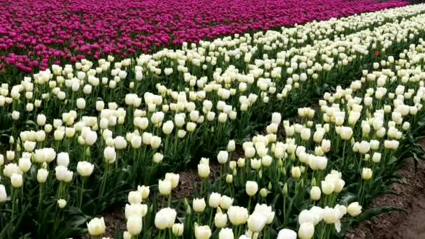 Krajobraz Rozległego Pola Tulipanowego — Wideo stockowe