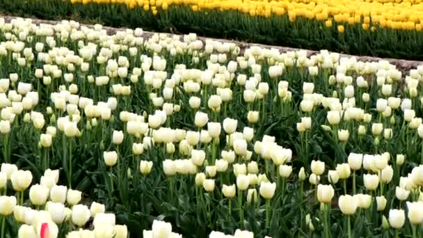 Пейзаж Огромного Тюльпанового Поля — стоковое видео