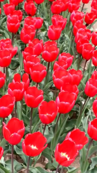 Vídeo Campo Tulipa Vermelha — Vídeo de Stock