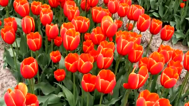 Tulipanes Anaranjados Balanceándose Viento — Vídeo de stock