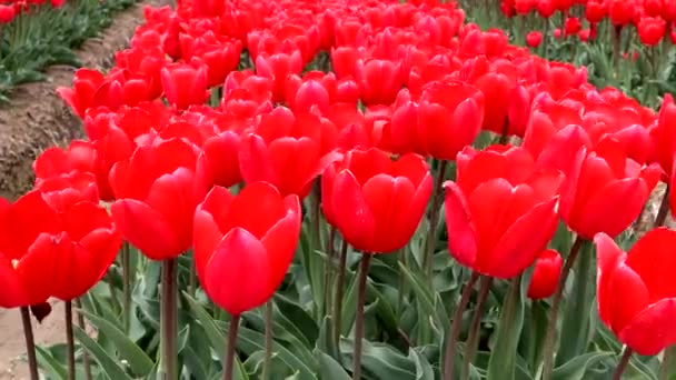 Vídeo Campo Tulipa Vermelha — Vídeo de Stock