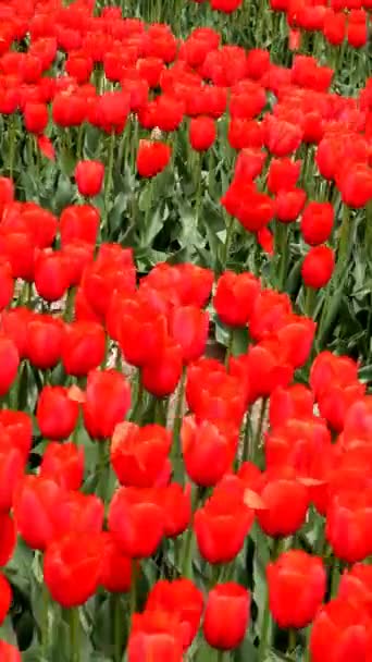 Wiele Tulipanów Kołyszących Się Wietrze — Wideo stockowe