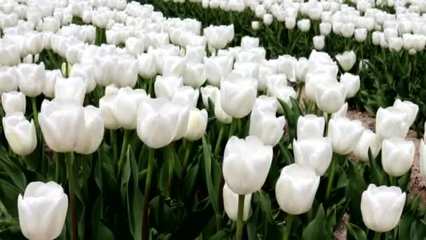 Wideo Białym Polem Tulipanowym — Wideo stockowe
