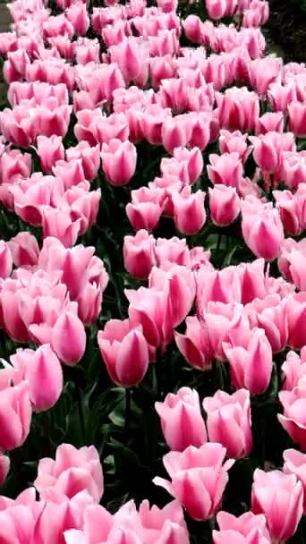 Wiele Różowych Tulipanów Kołyszących Się Wietrze — Wideo stockowe