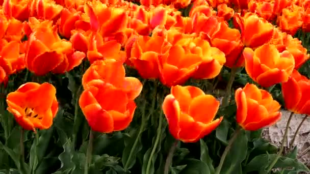 Tulipanes Anaranjados Balanceándose Viento — Vídeo de stock