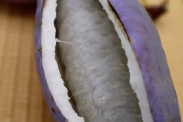 Japonya 'da toplanan Akebi' ye yakın çekim