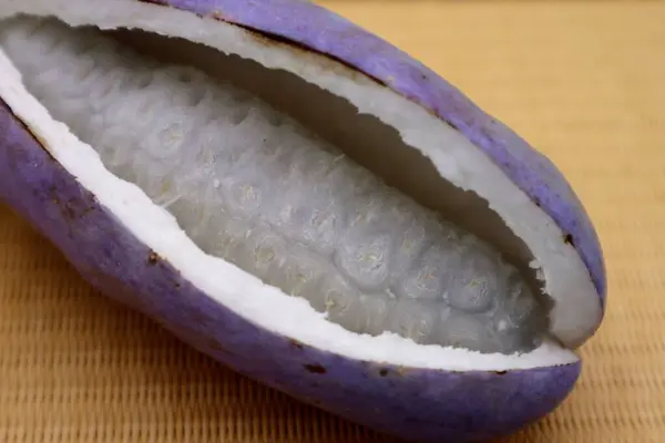 Japonya 'da toplanan Akebi' ye yakın çekim