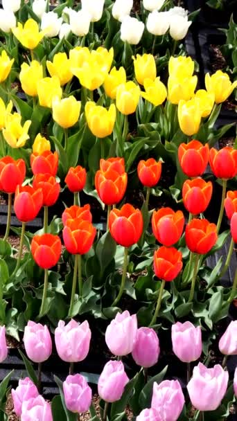 Kolorowy Piękny Krajobraz Tulipanów — Wideo stockowe