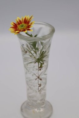 Bir vazoda papatya çiçekler