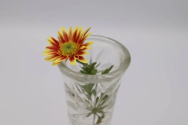 Bir vazoda papatya çiçekler