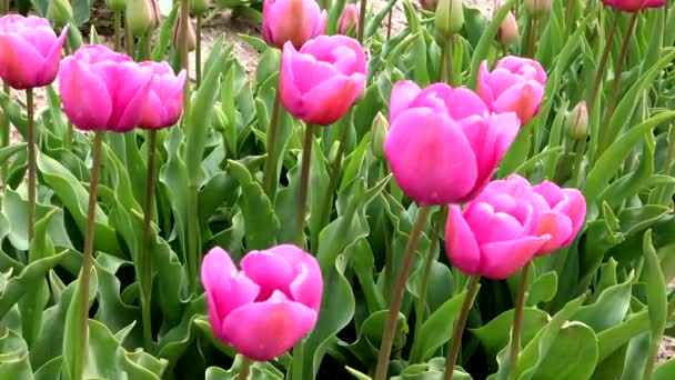 Tulipany Kołyszące Się Wietrze — Wideo stockowe