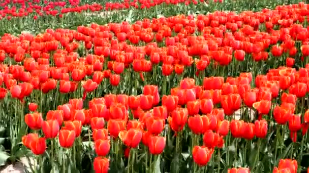 Ogromne Pole Tulipanów Pomarańczowych — Wideo stockowe