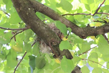 Ağaçtaki kuş yuvası manzarası