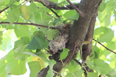 Ağaçtaki kuş yuvası manzarası