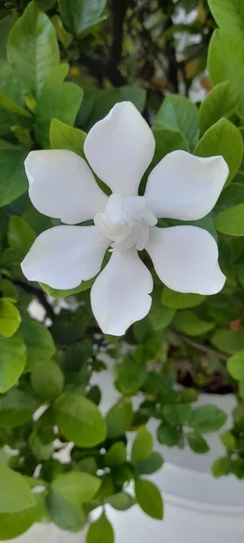 Çiçek Açan Beyaz Çiçekler Yapraklarını Mükemmel Bir Şekilde Ayırıyor — Stok fotoğraf