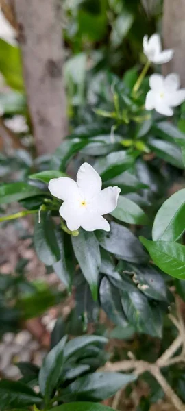 Biały Kwiat Kwitnie — Zdjęcie stockowe