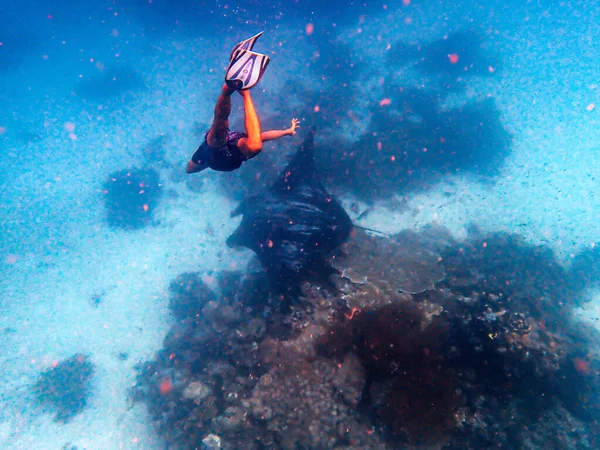 Dykning Med Mantor Melanesisk Skärgård — Stockfoto