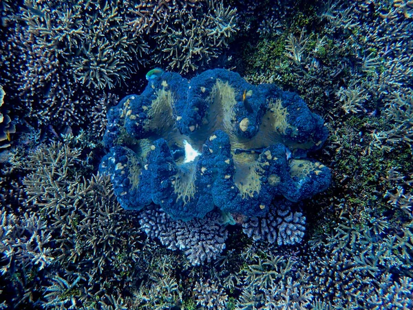 インドネシアの西パプア州ラジャアンパットでは サンゴの上に巨大な貝 Tridacna Gigas が生えています 巨大なアサリは最大の生息型の二枚貝です 水面下の風景 — ストック写真