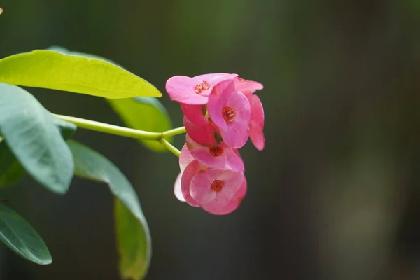 Pink crown of thorns flower (Euphorbia milii)  also called Christ thorn, bloom in the morning in a garden on green background.