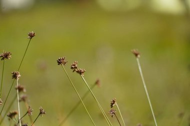 Soft Rush, Common Rush veya Juncus Effusus. Ebedi otçul çiçekli bitki türleri. Bulanık yeşil arka planı olan yabani ot bitkileri.