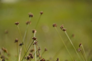 Soft Rush, Common Rush veya Juncus Effusus. Ebedi otçul çiçekli bitki türleri. Bulanık yeşil arka planı olan yabani ot bitkileri.
