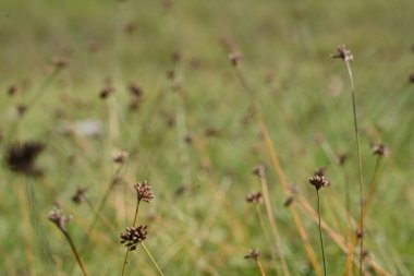 Soft Rush, Common Rush veya Juncus Effusus. Ebedi otçul çiçekli bitki türleri. Bulanık yeşil arka planı olan yabani ot bitkileri.