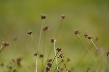 Soft Rush, Common Rush veya Juncus Effusus. Ebedi otçul çiçekli bitki türleri. Bulanık yeşil arka planı olan yabani ot bitkileri.