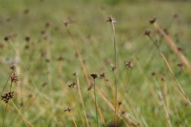 Soft Rush, Common Rush veya Juncus Effusus. Ebedi otçul çiçekli bitki türleri. Bulanık yeşil arka planı olan yabani ot bitkileri.
