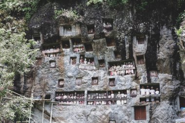 Lemo 'nun mezarlığındaki Tau Tau' nun tahta heykelleri. Taş duvarda geleneksel Tau Tau heykelleri. Cenaze uçurumu ormanın ortasında. Sulawesi adasının Tana Toraja bölgesi. Endonezya.