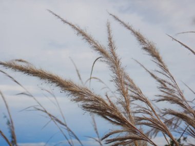 Reeds Aslo, Saccharum spontaneum olarak biliniyor. Mavi gökyüzünde, duvar kâğıdı için makro fotoğraflar var. Rüzgarda sazlıklar. Sazlar gökyüzüne karşı.