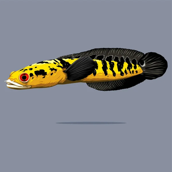 Channa Marulioides sarı sentarum 'un vektör çizimi, tüm vücut yılan başlı balık vektörü izole edildi. Logo, maskot ya da poster tasarımı için tasarım varlıkları.