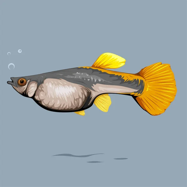 Vektor Ilustrasi Perempuan Ikan Guppy Kuning Dengan Gelembung Sederhana Depannya - Stok Vektor