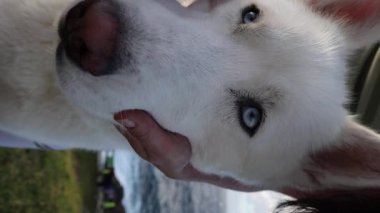 Mavi gözlü, beyaz renkli, iri bir köpeğin yüzünü okşuyor.