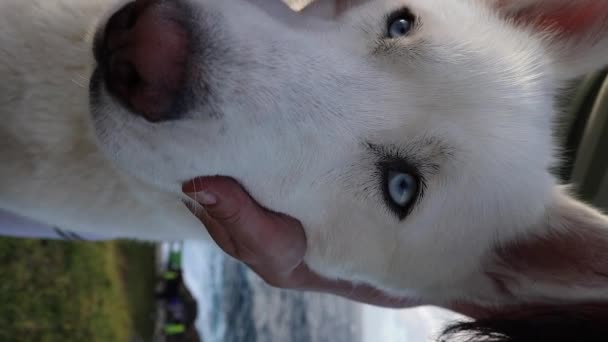 Närbild Smeka Ansiktet Vit Färgad Husky Hund Med Blå Ögon — Stockvideo