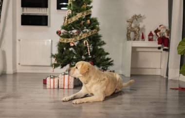 Mutlu Labrador av köpeği Noel ağacının yanındaki evde.