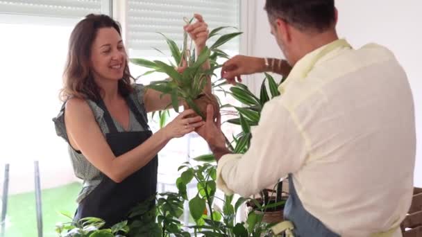 코카서스 커플은 식물과 작업을하는 시간을 보내고 있습니다 화분을 집중된 — 비디오
