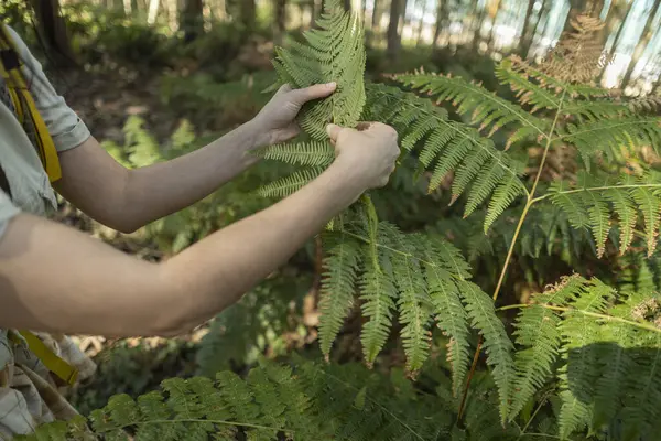 Biologisk Kvinna Som Analyserar Växtprov Skogen — Stockfoto