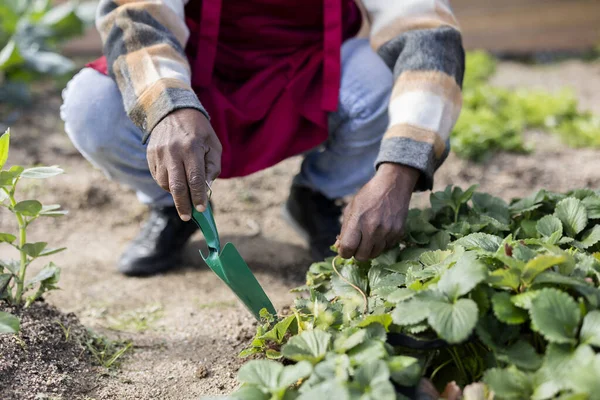 Närbild Detalj Händerna Afrikansk Amerikansk Bonde Sin Grönsaksträdgård Med Spade — Stockfoto
