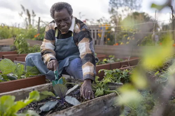 Afrikalı Amerikalı Yetişkin Çiftçi Eko Bahçesinde Işini Hallediyor — Stok fotoğraf
