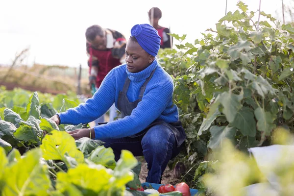 Afrika kökenli Amerikan girişimci çiftçi ailesinin çiftliğinden mahsul topluyor.
