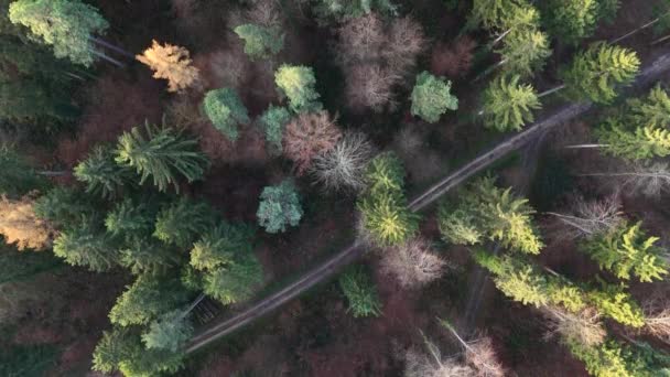 Luftaufnahme Des Waldes Mit Einem Langen Weg Vorbei — Stockvideo