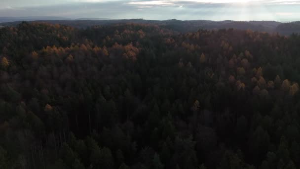 Renkleri Karıştıran Bir Ormanın Havadan Görünüşü Nsansız Hava Aracı Ile — Stok video