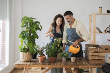 Evlerinin oturma odasında dekoratif bitkilerini sulayan çiftin ön görüntüsü - evde güvenlik ve sükunet kavramı