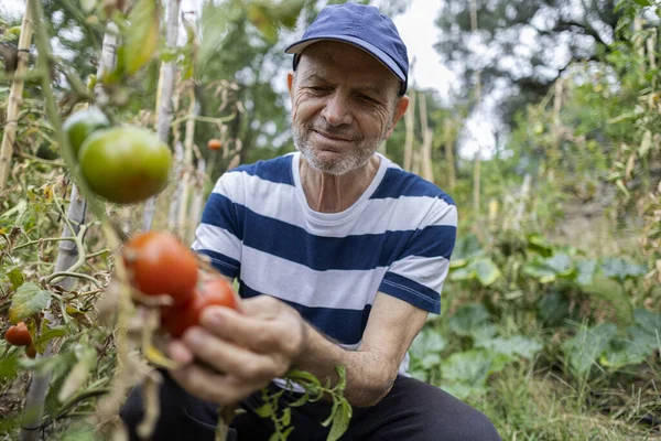 Senior Gepensioneerde Man Glimlachend Naar Zijn Tomaten Kijkend Met Bewondering — Stockfoto