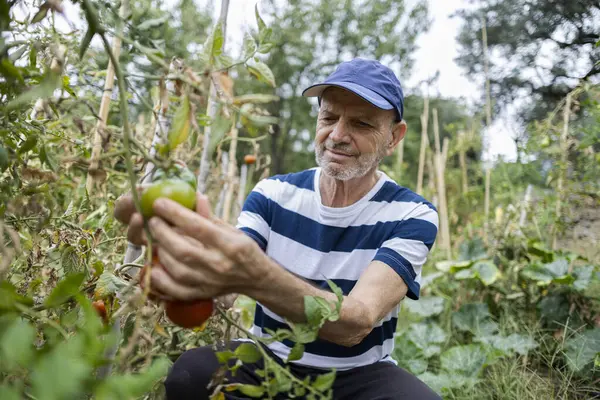Portrait of smiling senior man kneeling working in his vegetable garden while picking tomatoes and vegetables