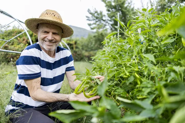 smiling and proud senior retired man with straw hat looking at camera showing vegetables from his garden
