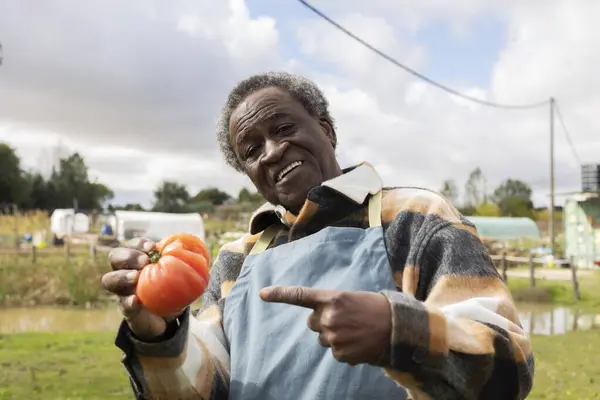 Africano Agricultor Idoso Americano Posa Apontando Para Tomate Sua Horta — Fotografia de Stock