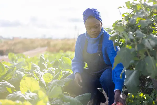 Zaměřený Mladý Zemědělec Zkoumá Listovou Zeleň Hodnotí Její Růst — Stock fotografie